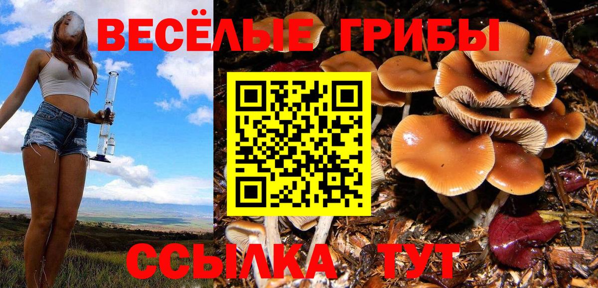 Галлюциногенные грибы Psilocybe  Вход с VPN  Новокубанск 